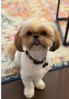 Louie, the real Shih Tzu who inspired Louie Unleashed by Marsha McKee Thom